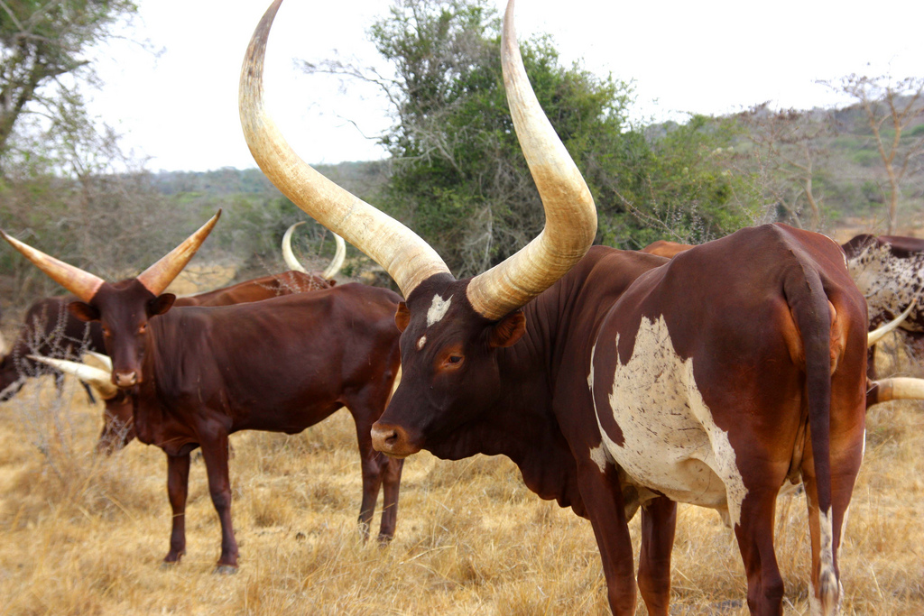 Lees meer over het artikel “Van wie is die koe?” Kleuren bij de Maasai